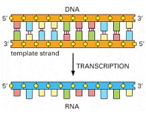 Estructura del ADN: doble hélice, bases nitrogenadas, apareamiento complementario A-T y C-G
