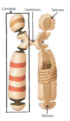 Estructura general de aminoácidos: grupo amino, carboxilo, cadena lateral y los 20 aminoácidos