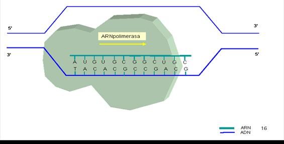 Cadena trófica: flujo de energía desde productores hasta descomponedores