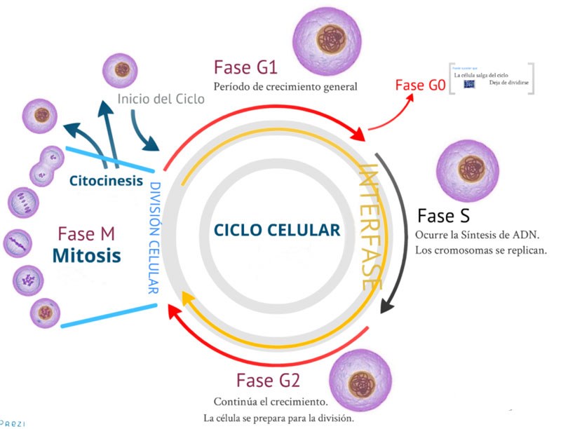 Comparación detallada célula animal y vegetal con orgánulos