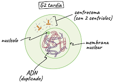 Puntos de control del ciclo celular: G1/S, G2/M, M con regulación por p53 y ciclinas