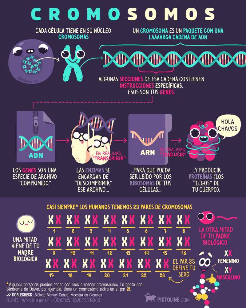 Ciclo celular completo: Interfase (G1, S, G2) y Fase M (mitosis) con checkpoints y regulación