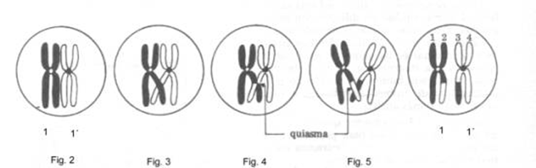 Crossing-over en Profase I: intercambio de segmentos entre cromátidas homólogas