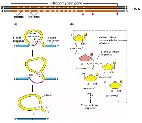 Mapa de ecosistemas chilenos: Desierto, Bosque Valdiviano, Altiplano y más