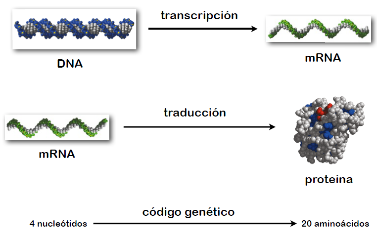 Tipos de especiación: alopátrica, simpátrica, parapátrica con ejemplos