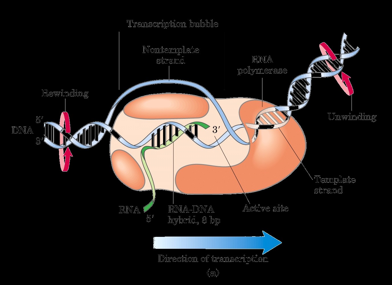 Diagrama completo de fotosíntesis: fase lumínica y fase oscura (Ciclo de Calvin)