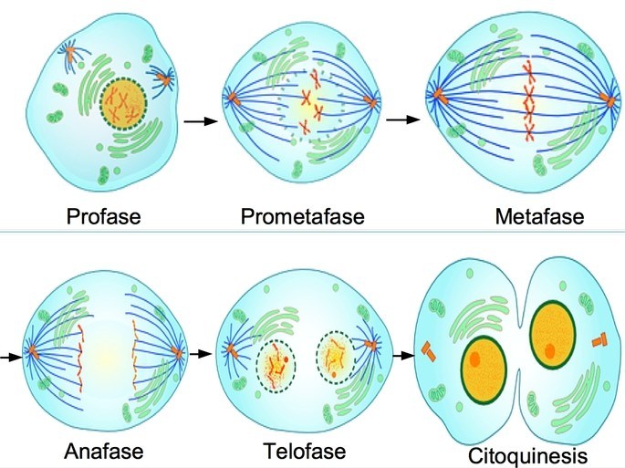 Fases completas de Meiosis I y Meiosis II con reducción cromosómica