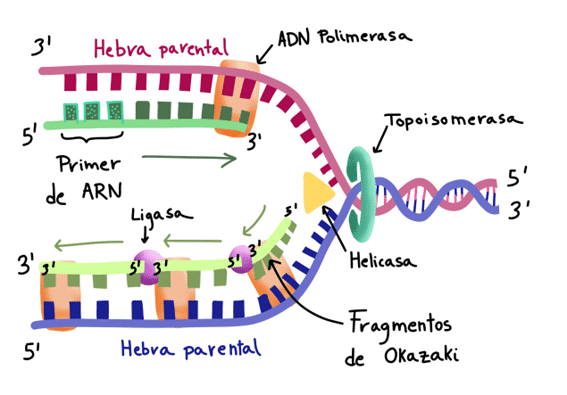 Fases detalladas de la mitosis: profase, metafase, anafase, telofase y citocinesis