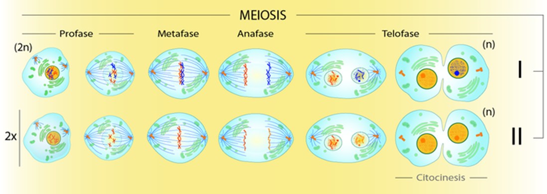 Comparación detallada entre Mitosis y Meiosis