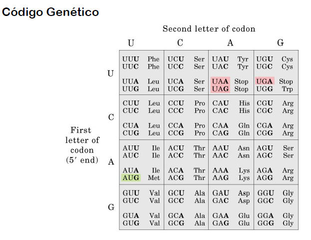 Tipos de mutaciones: sustitución, inserción, deleción y sus efectos