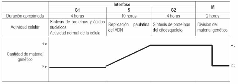 Orgánulos celulares: mitocondria, cloroplasto, retículo endoplasmático, Golgi, lisosomas
