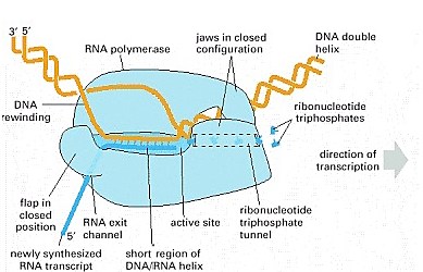 Pirámide energética: transferencia del 10% entre niveles tróficos