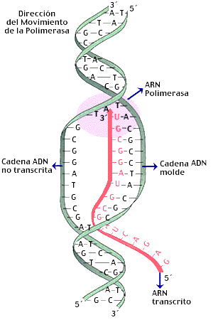 Replicación semiconservativa del ADN: helicasa, ADN polimerasa, hebra líder y rezagada