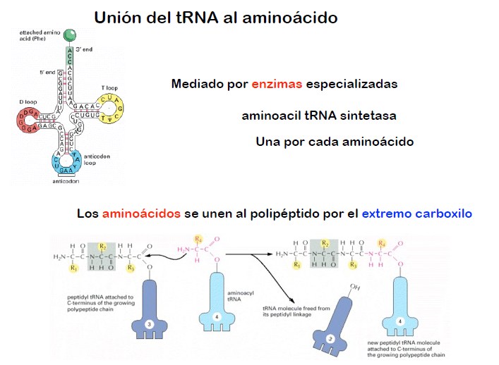 Aparato reproductor masculino y femenino: anatomía y gametogénesis