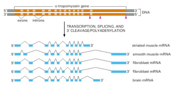 Selección natural: variación, herencia, supervivencia diferencial y adaptación