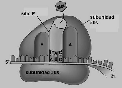 Sistema endocrino: glándulas principales y hormonas (hipófisis, tiroides, páncreas, suprarrenales, gónadas)