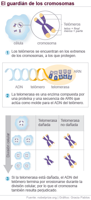 Tipos de ARN: ARNm (mensajero), ARNt (transferencia) y ARNr (ribosomal)