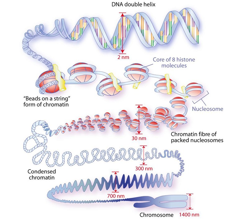 Proceso de traducción: ribosoma, ARNm, ARNt y síntesis de proteínas
