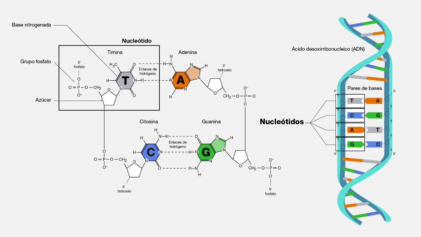 Proceso de transcripción detallado: RNA polimerasa, promotor, elongación y terminación